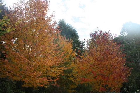 Shady Brook Cottages - Accommodation Resorts 13