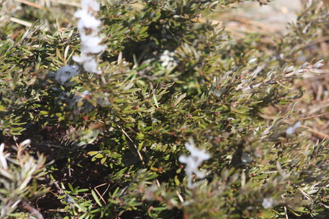 Shady Brook Cottages - Accommodation Resorts 3