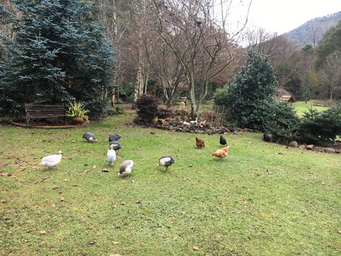 Shady Brook Cottages - Accommodation Resorts 17