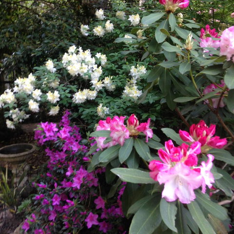 Shady Brook Cottages - Accommodation Resorts 10