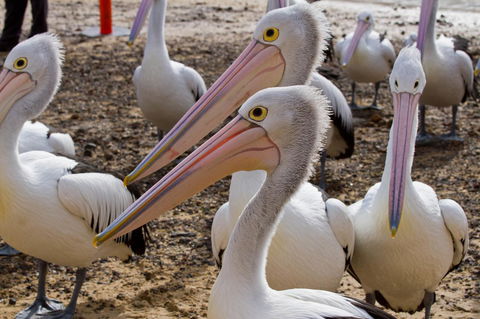 Arcadia Phillip Island - Accommodation Resorts 25