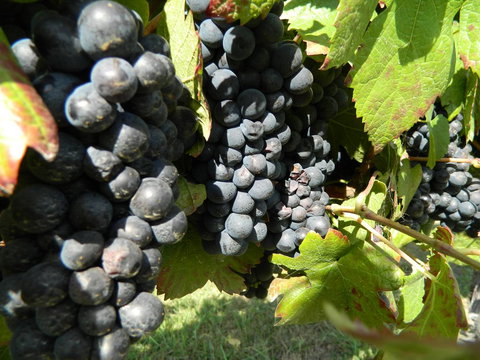 Haig Avenue - Accommodation Resorts 17