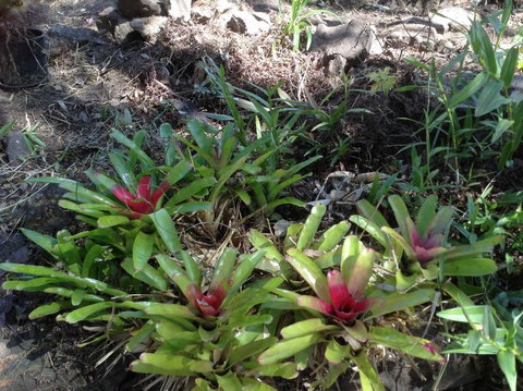 Twilight Grove Farm - Accommodation Resorts 1