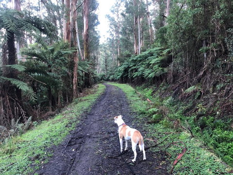 Warby Weekender - Accommodation Resorts 3