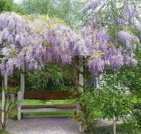 Amelina Cottages - Accommodation Resorts