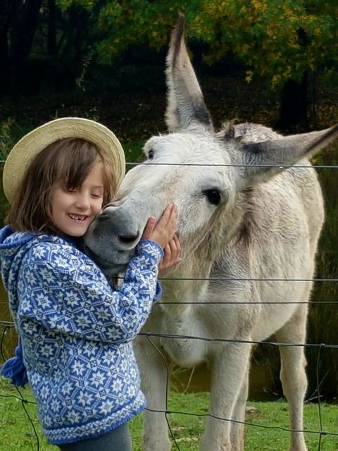 Aspens Springs Farmstay - Accommodation Resorts 32