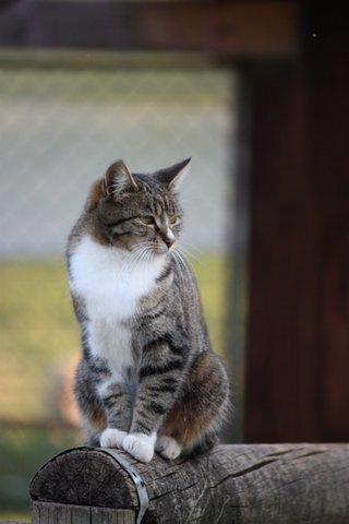 Aspens Springs Farmstay - Accommodation Resorts 24