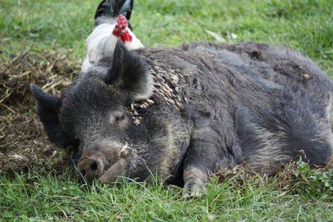 Aspens Springs Farmstay - Accommodation Resorts 26