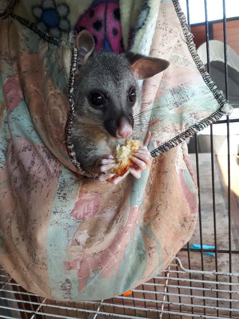 Airlie Beach Eco Cabins - Adults Only - Accommodation Resorts 27