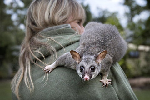 Airlie Beach Eco Cabins - Adults Only - Accommodation Resorts 3