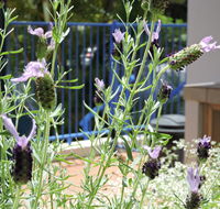 Surfers Beach Resort One - Accommodation Resorts