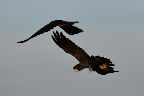 Ironbark House - Accommodation Resorts 2