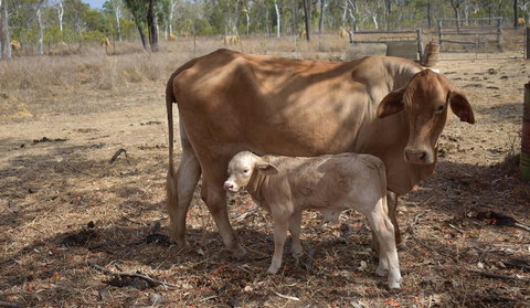 Ironbark House - Accommodation Resorts 27