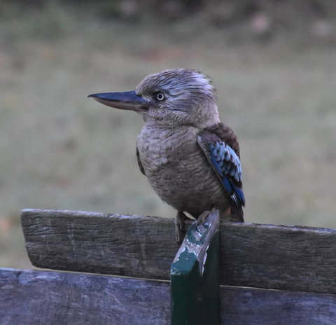 Ironbark House - Accommodation Resorts 4