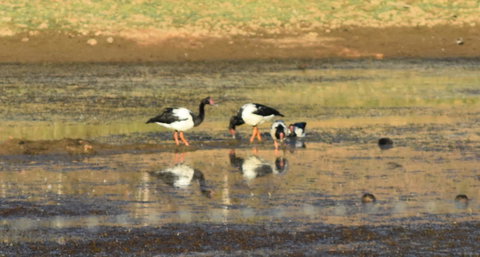 Ironbark House - Accommodation Resorts 34