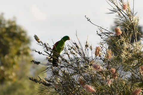 Ironbark House - Accommodation Resorts 29