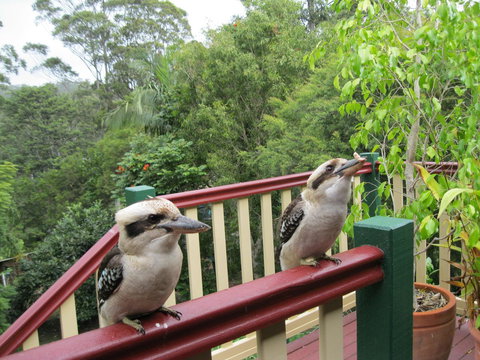 Shasta Place - Accommodation Resorts 12