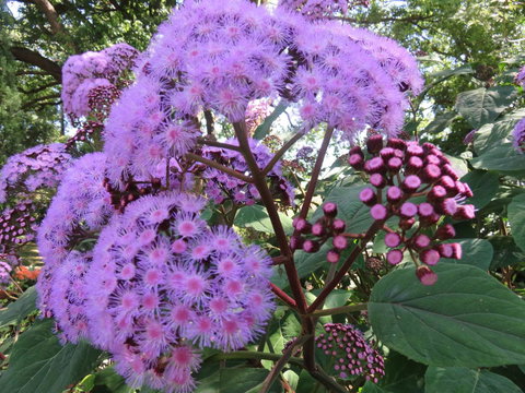 Shasta Place - Accommodation Resorts 8