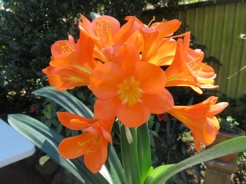 Shasta Place - Accommodation Resorts 10