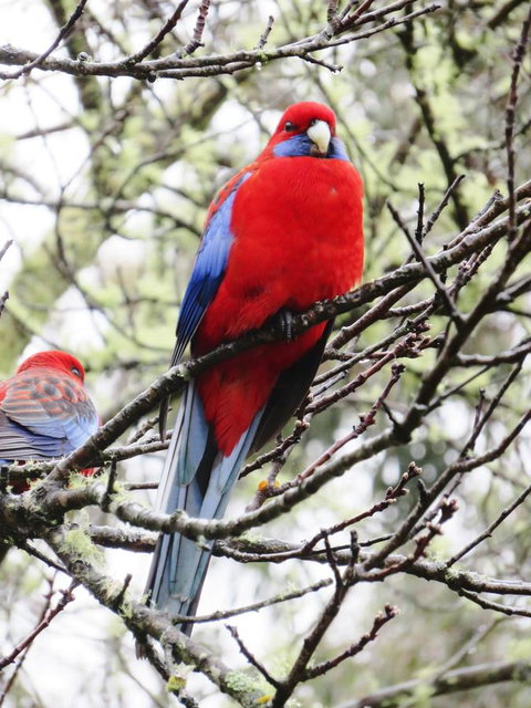 Shasta Place - Accommodation Resorts 13