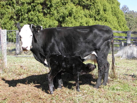 Yasuragi Cabins - Accommodation Resorts 2