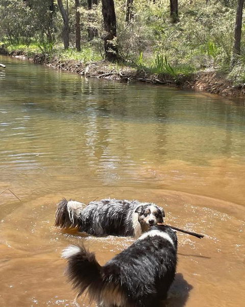 A Paradise For Dogs And A Magical Retreat For Hoomans - Accommodation Resorts 2