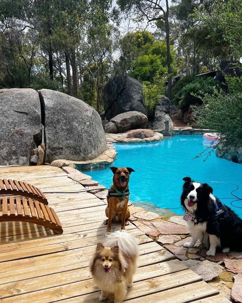 A Paradise For Dogs And A Magical Retreat For Hoomans - Accommodation Resorts 1