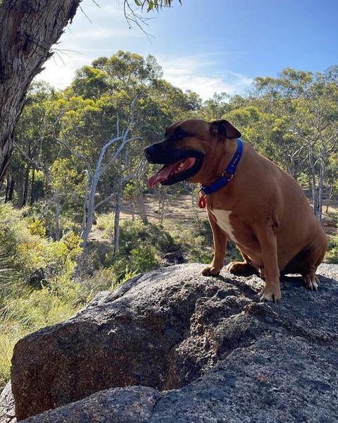 A Paradise For Dogs And A Magical Retreat For Hoomans - Accommodation Resorts 3