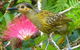 Daintree Holiday Homes - The Folly - thumb 4
