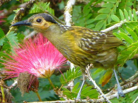 Daintree Holiday Homes - The Folly - Accommodation Resorts 4