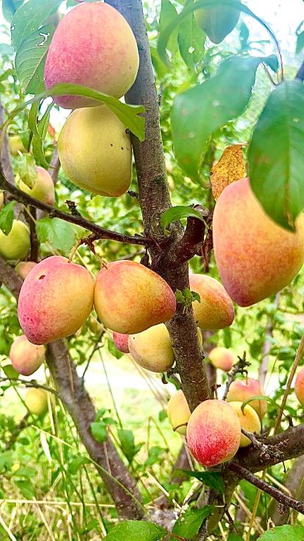 Field Tiny Home - Fruit & Sunset - Accommodation Resorts 2