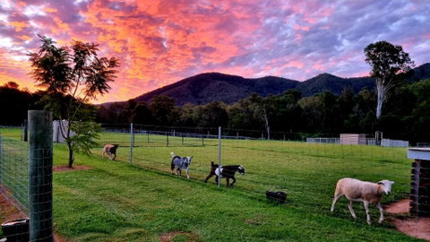Fig Tree Farm B&B Highvale-Farmstay Near Brisbane! - Accommodation Resorts 4