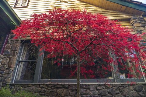 Arnica Views Summit Retreat - Accommodation Resorts 3