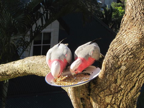 Avoca Breezes - Accommodation Resorts 2