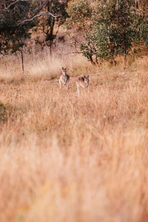 Rose Quartz - 1 Bed With Mountain Views - Kundalini Lodge - Accommodation Resorts 2
