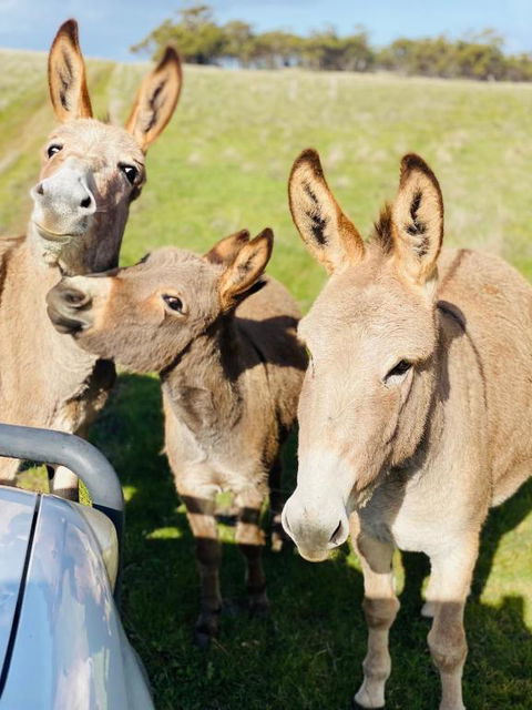 Sandalwood Downs Fabulous Farm Stay TOODYAY - Accommodation Resorts 0
