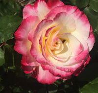 Birchwood Cottage - Accommodation Resorts