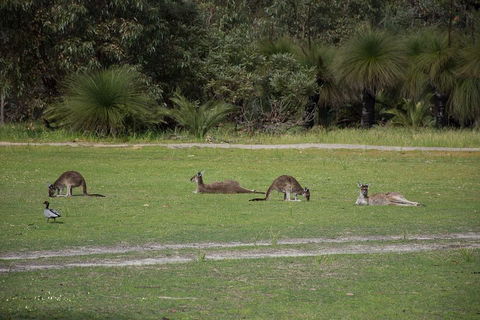Yanchep & Lancelin - Wildlife, Cave And Sands - Accommodation Resorts 0