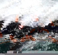 Cruise in Moreton Bay Marine Park and Moreton Island - Accommodation Resorts