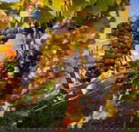 Full Day Tamar Valley Wine Tour - Accommodation Resorts