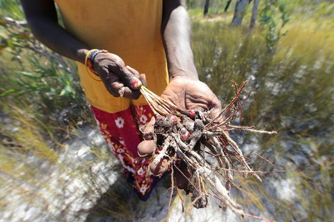Gay-Wu Woman's 5 Day Yolngu Homeland Tour - Accommodation Resorts 0