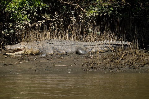 5-Day Best Of Cairns With Daintree, Kuranda, And Great Barrier Reef - Accommodation Resorts 5