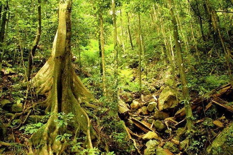 Barron Gorge And Kuranda National Park Half Day Rainforest And Waterfall 4WD Tour From Cairns - Accommodation Resorts 4
