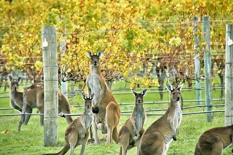 Three Day Charter Margaret River Region (inbound Melbourne Travelers) - Accommodation Resorts 5