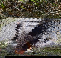 Full Day Tour in the Daintree - Accommodation Resorts