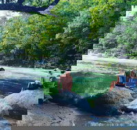 Afternoon Half-Day Daintree Rainforest and River Tour - Accommodation Resorts