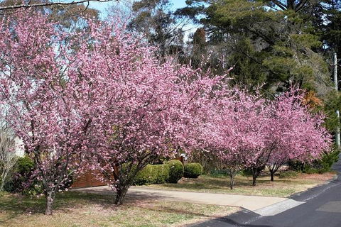 Blue Mountains - Accommodation Resorts 1