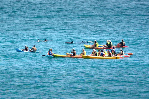 The Byron Bay Sea Kayak Tour - Accommodation Resorts 1
