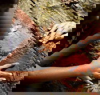 Ngana Julaymba Dungay - Half Day - Accommodation Resorts