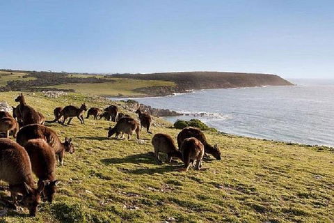 Kangaroo Island Personal Group Tours - Accommodation Resorts 0